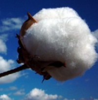 cotton harvest aids