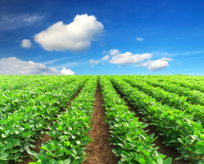 Using Agricultural Adjuvants to Slow Chemical Absorption